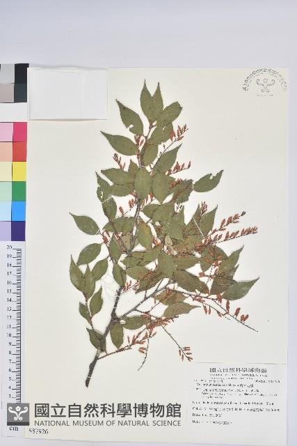 巒大越橘藏品圖，第1張