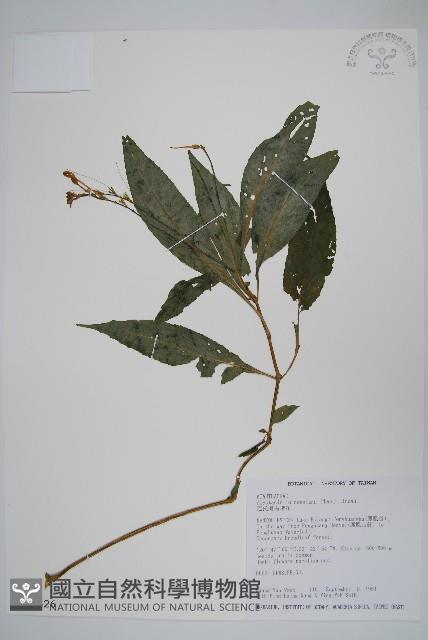 尼氏擬馬偕花藏品圖，第1張