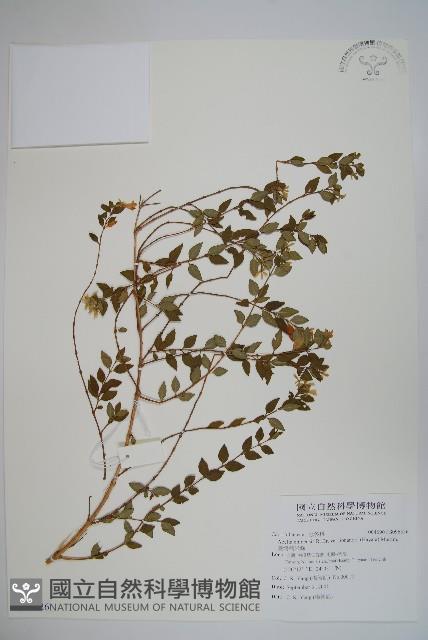 臺灣糯米條藏品圖，第1張