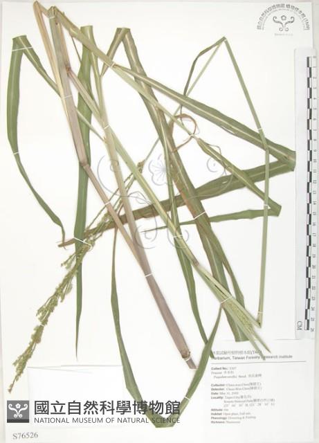 吳氏雀稗藏品圖，第1張