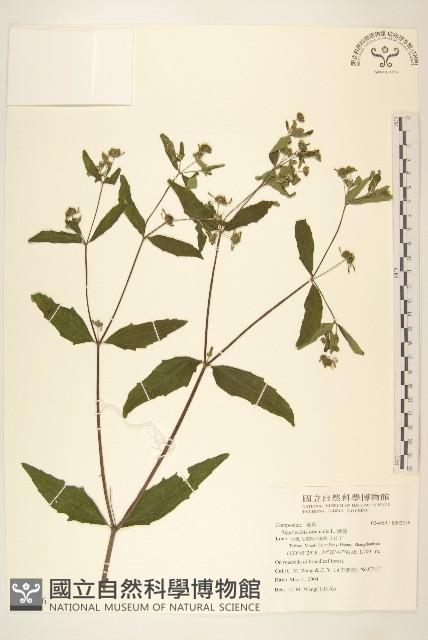豨薟藏品圖，第1張