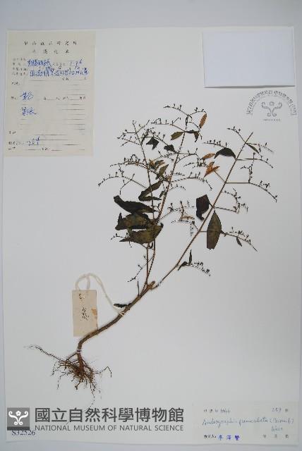 穿心蓮藏品圖，第1張