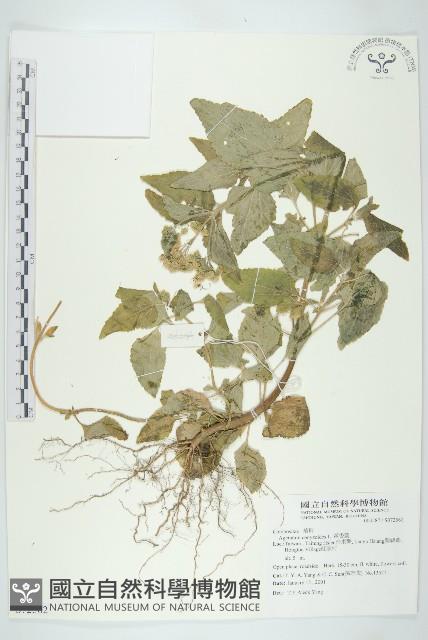 母丁香藏品圖，第1張