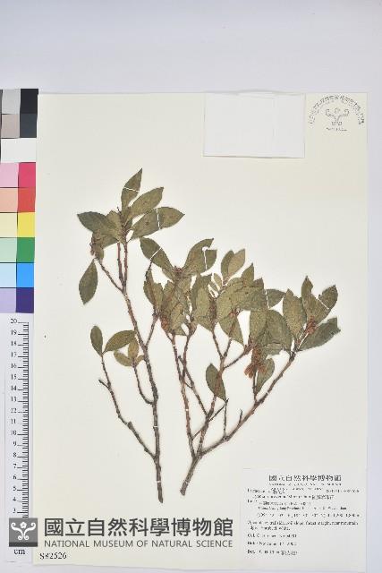 紅脈珍珠花藏品圖，第1張