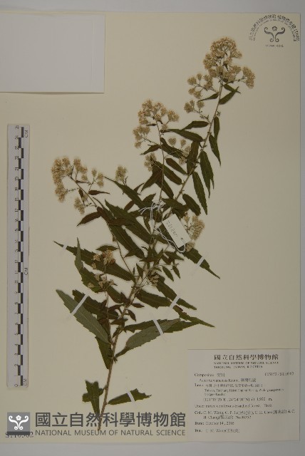 狗尾草藏品圖，第1張