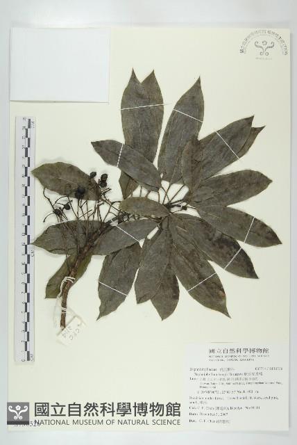 耿氏虎皮楠藏品圖，第1張