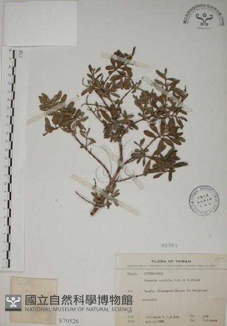 水芫花藏品圖，第1張