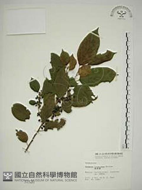 桶鉤藤藏品圖，第1張