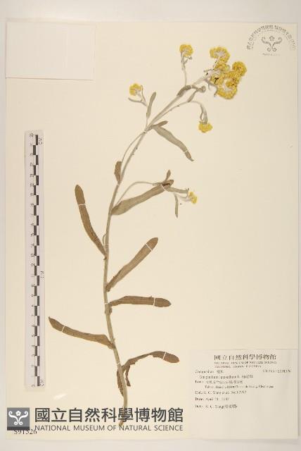 絲綿草藏品圖，第1張