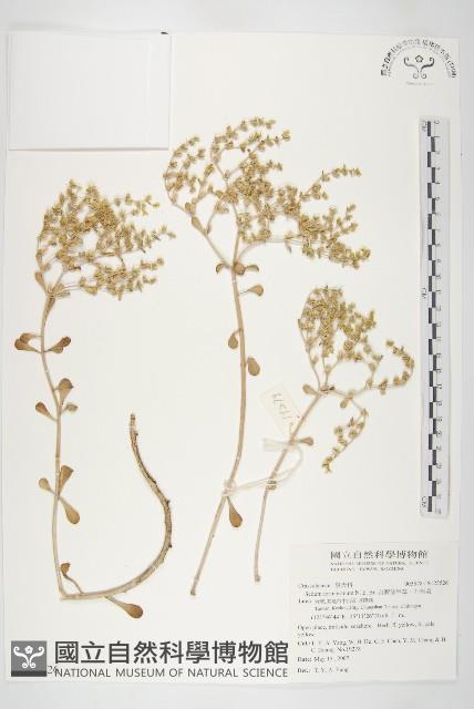 台灣佛甲草、石板菜藏品圖，第1張