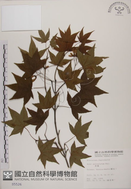 青楓藏品圖，第1張
