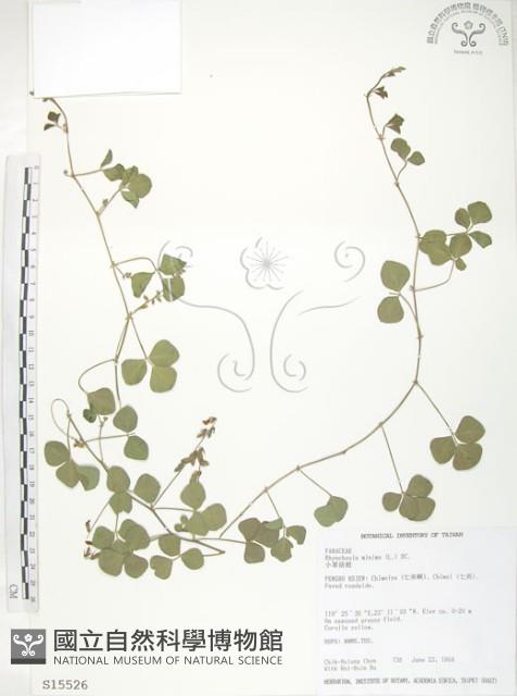 小葉括根藏品圖，第1張