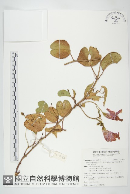 馬鞍藤藏品圖，第1張