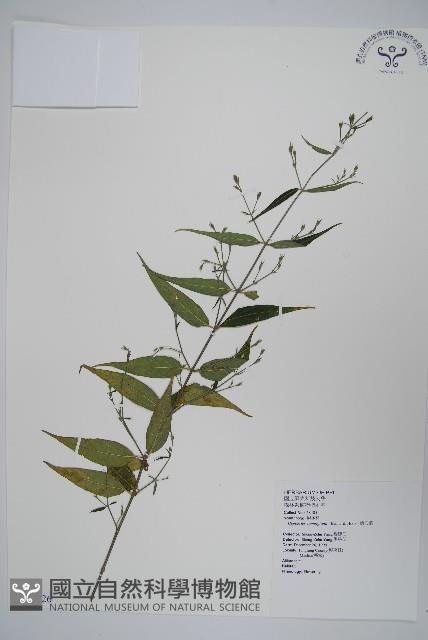 槍刀菜藏品圖，第1張