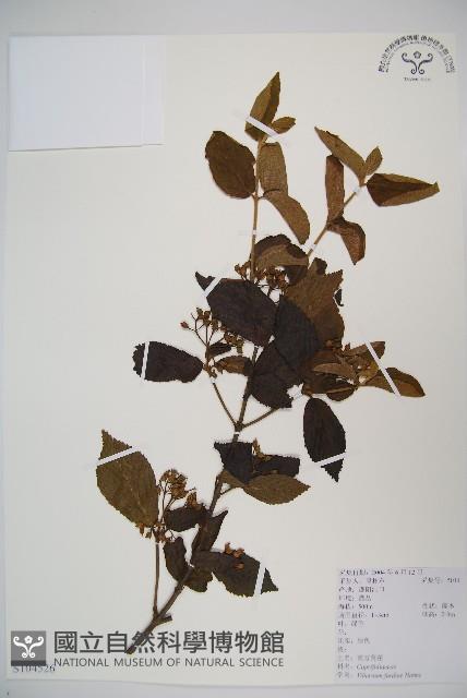 南方莢迷藏品圖，第1張