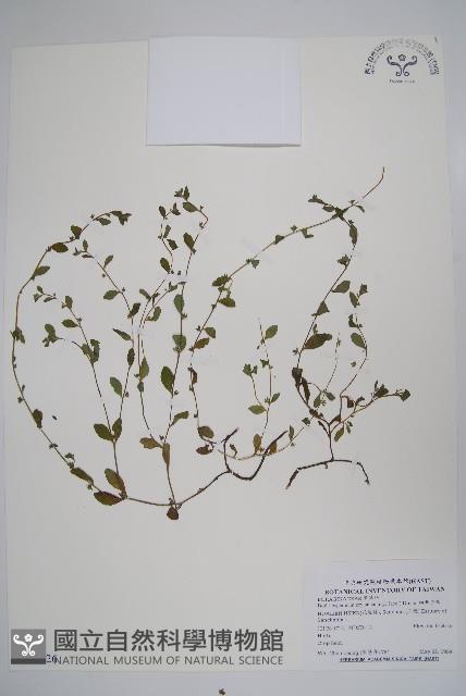 細纍子草藏品圖，第1張