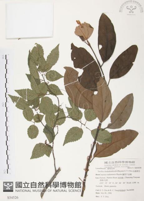 杜鵑桑寄生藏品圖，第1張