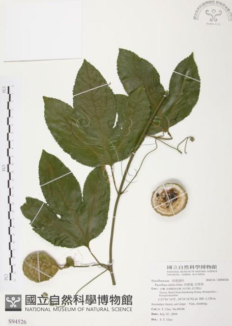西番蓮、百香果藏品圖，第1張