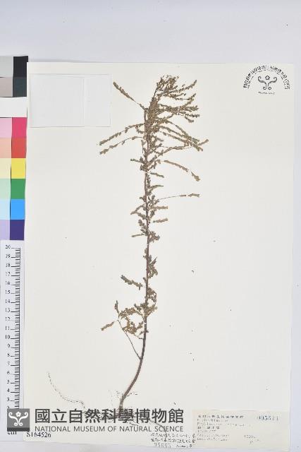 葉下珠、珠仔草藏品圖，第1張