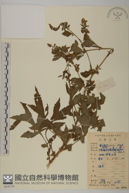 角菜、珍珠菜藏品圖，第1張