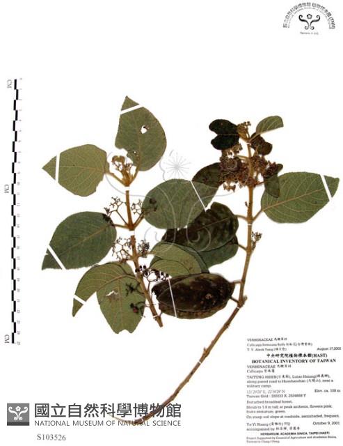 杜虹花，台灣紫珠藏品圖，第1張