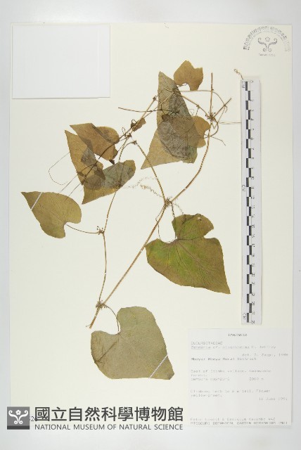 登錄號:S093526藏品圖，第1張