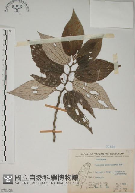 四脈麻藏品圖，第1張