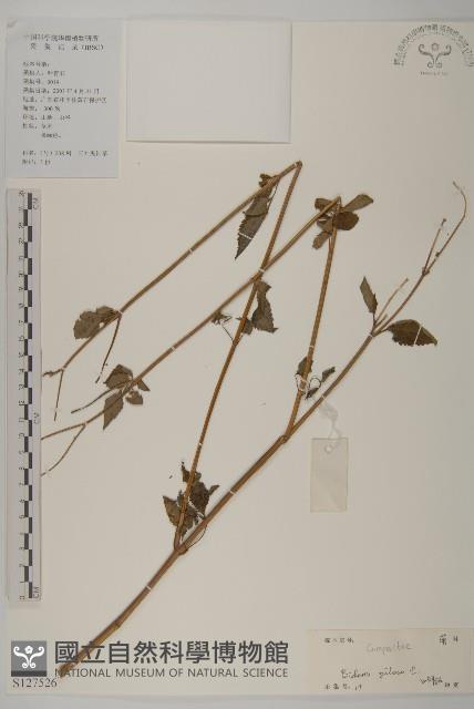 白花鬼針藏品圖，第1張