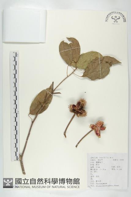 猴歡喜藏品圖，第1張