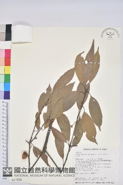 捲斗櫟藏品圖，第1張