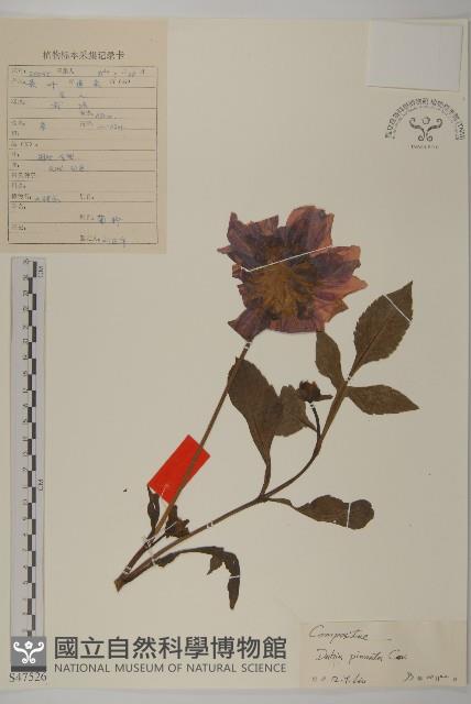 大麗花藏品圖，第1張