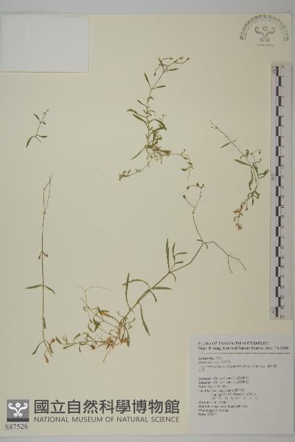 亞毛無心菜藏品圖，第1張