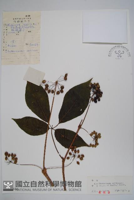 刺五加藏品圖，第1張