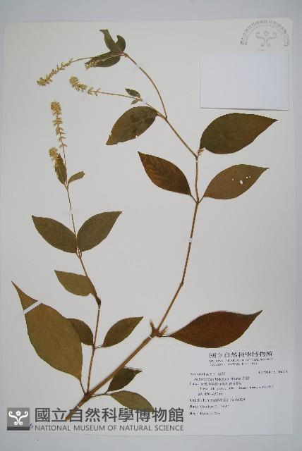 牛膝藏品圖，第1張