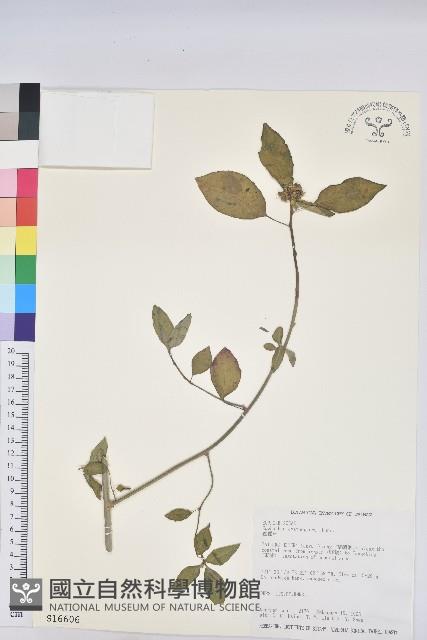 猩猩草藏品圖，第1張