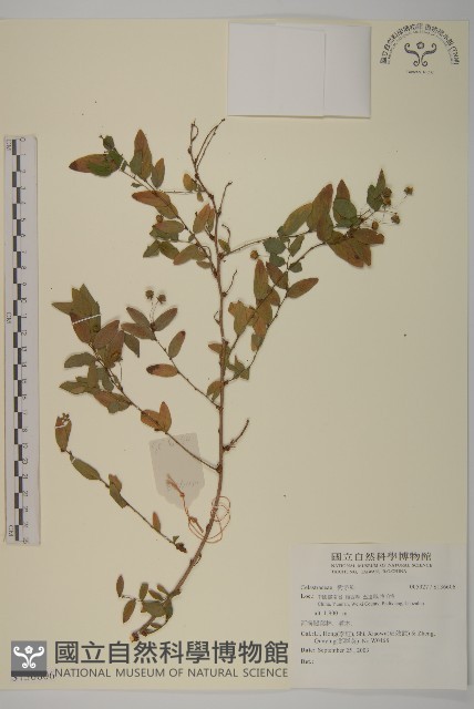登錄號:S136606藏品圖，第1張