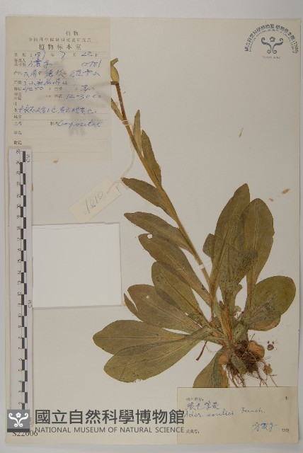 緣毛紫菀藏品圖，第1張