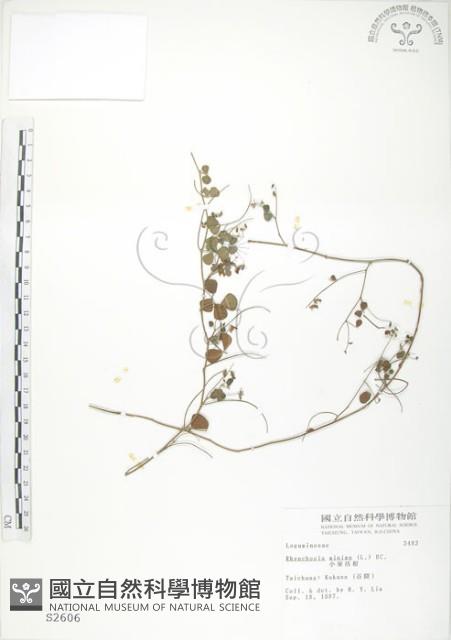 小葉括根藏品圖，第1張