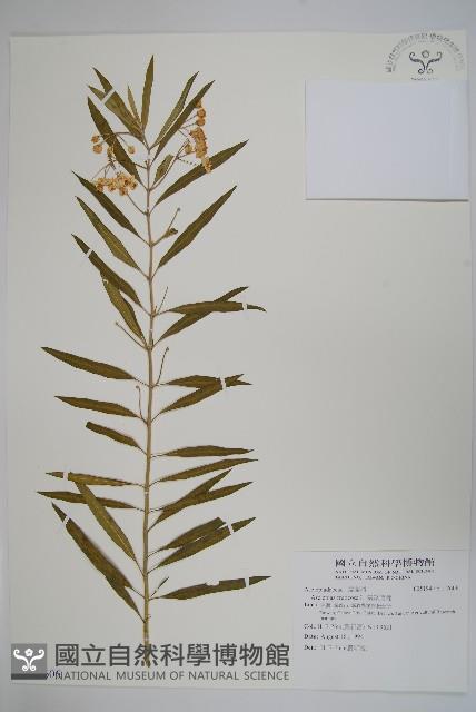 氣球唐棉藏品圖，第1張