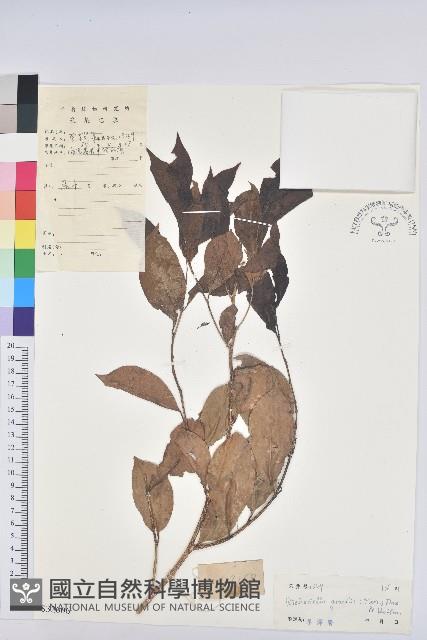 登錄號:S032606藏品圖，第1張