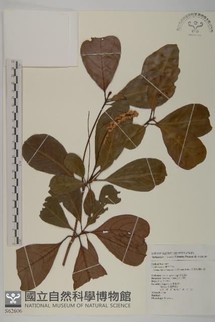 馬尼拉欖仁樹藏品圖，第1張