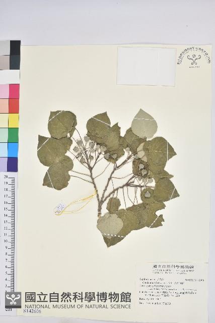 圓葉血桐藏品圖，第1張