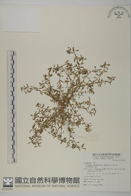 石胡荽、吐金草藏品圖，第1張