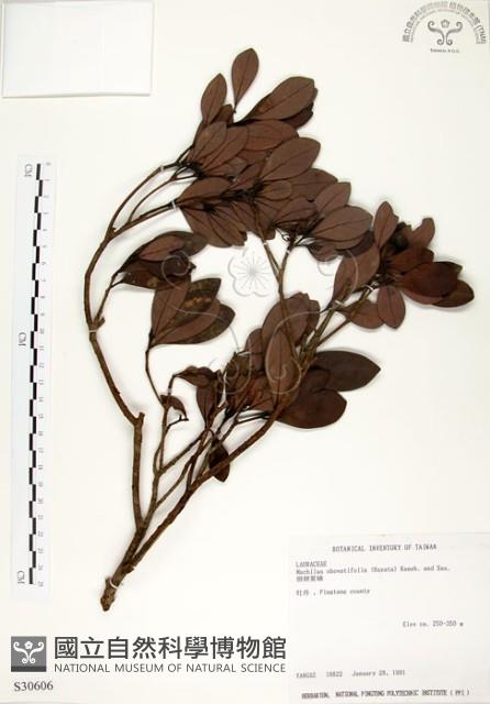 恆春楨楠藏品圖，第1張