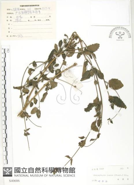 灰葉蕕藏品圖，第1張