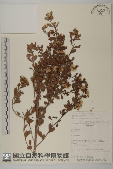 登錄號:S080606藏品圖，第1張