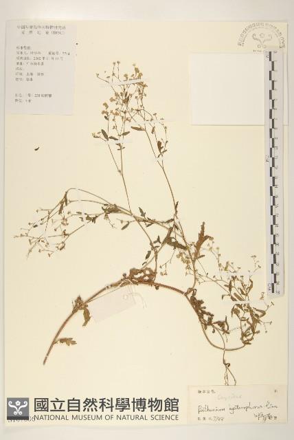 銀膠菊藏品圖，第1張