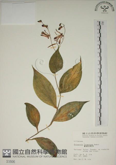 臺灣油點草藏品圖，第1張