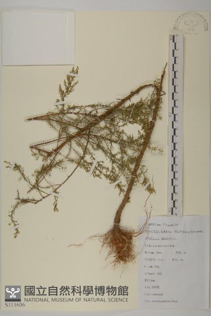 茵蔯蒿藏品圖，第1張