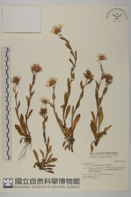 雪山馬蘭藏品圖，第1張